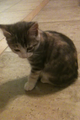 Thumbnail for version as of 00:48, December 25, 2012
