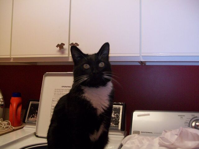 File:Janie's pictures!!!!! 029.jpg