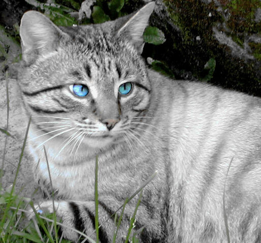 File:Seafoam.jpg