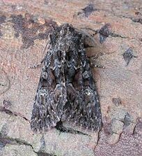 DarkBrocade ~ Ian Kimber