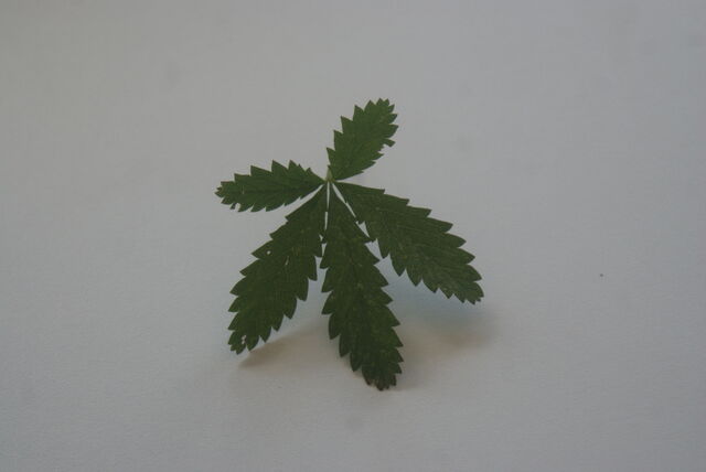 File:Palmate.jpg