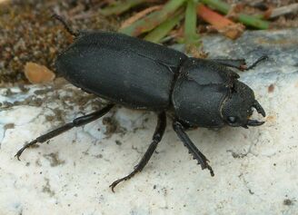 Dorcus parallelipipedus Lesser Stag Beetle