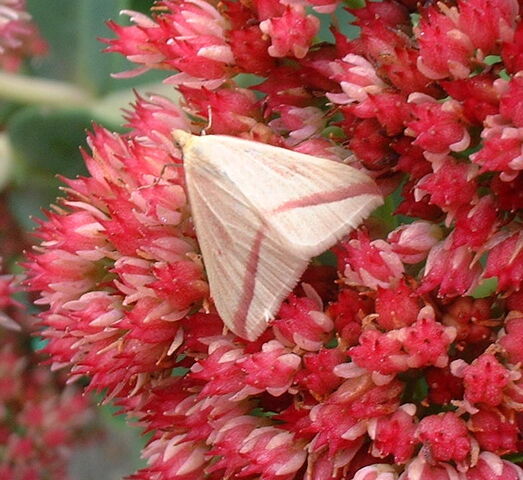 File:Vestal.jpg