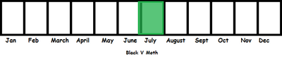 Black V Moth TL