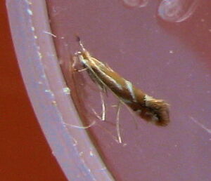 Phyllonorycter leucographella(retained) exIMG 3102 (cropped)