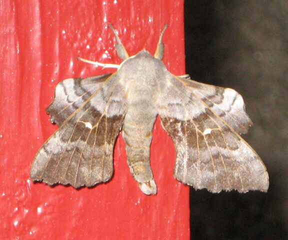 File:Poplar Hawk Moth.jpg