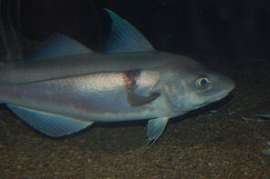 800px-Haddock, Boston Aquarium