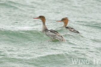 Red Breasted Merganser (S.Allen)