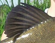 Tench Dorsal Fin