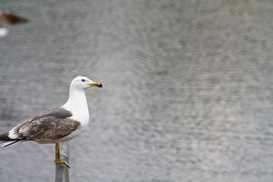 Lesser Black backed gull