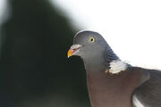 Wood Pigeon Erik