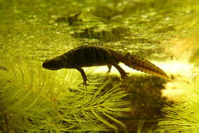 Alpine Newt