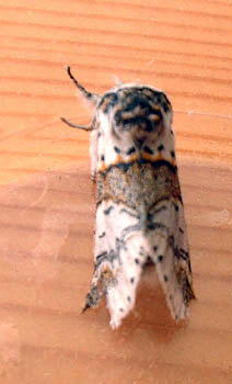 Sallow kitten2