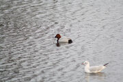 Pochard