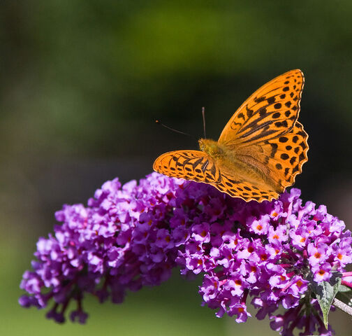 File:Silver Washed Fritillary.jpg