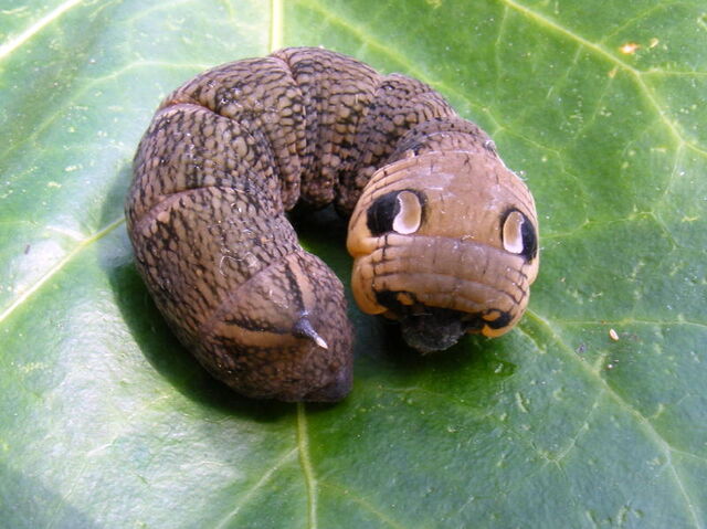 File:Elephant hawkmoth larva.jpg