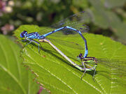 Azure damselflies