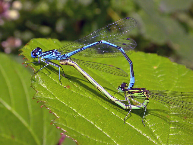 File:Azure damselflies.jpg