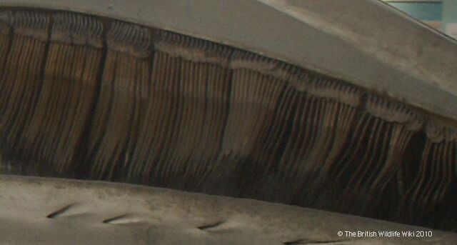 File:Baleen.jpg