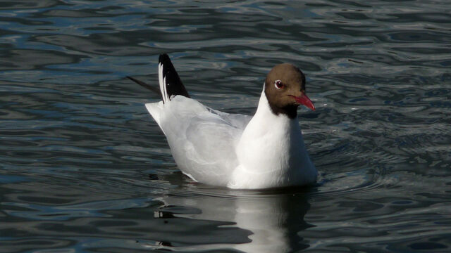 File:Black Headed Gull.jpg