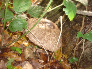 Shaggy Parasol