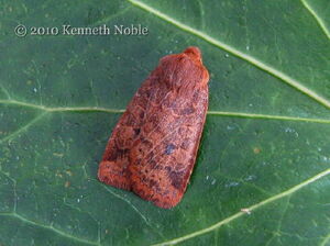 Chestnut 1