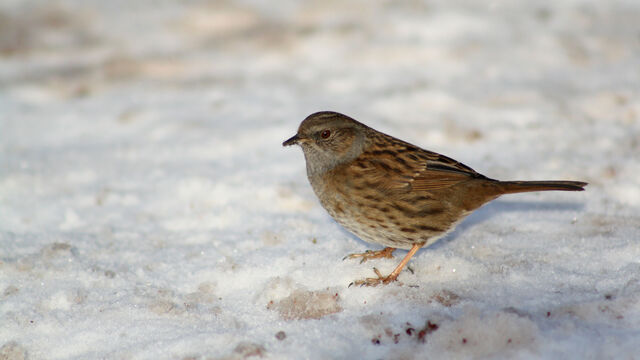 File:Dunnock.jpg