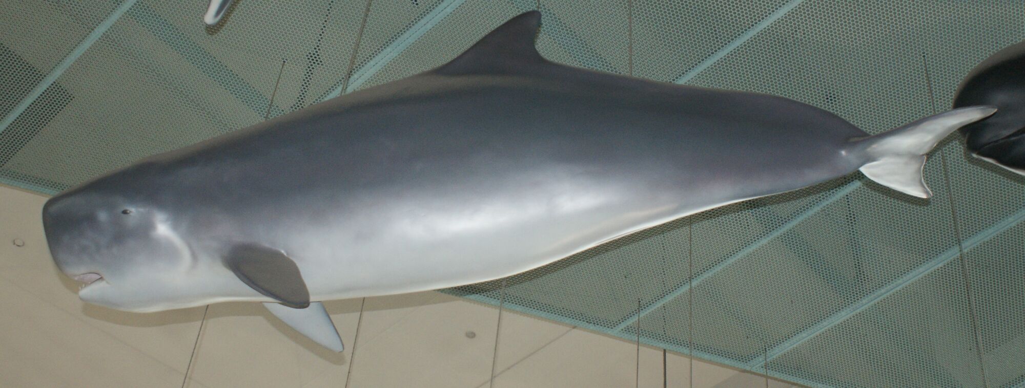 Termeer recommends best of Latex rubber lesbian the Habitat whale sperm of pygmy