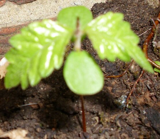File:Elm seedling (zoomed in).jpg