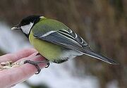 Great tit