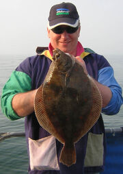 Jabee's 5-6 plaice