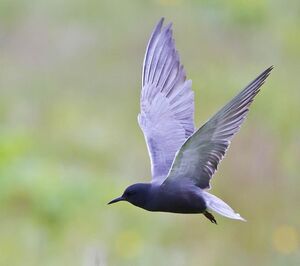 Blacktern