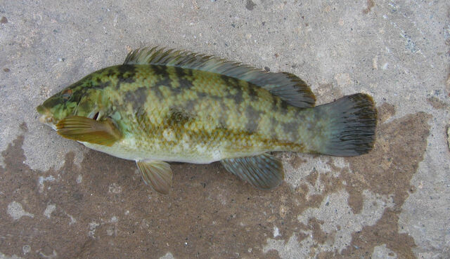 File:Ballan Wrasse standard.jpg