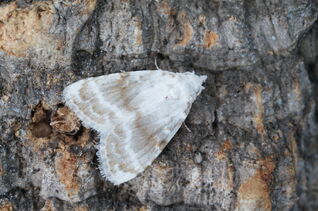 Kent Black Arches 2