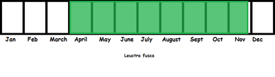 Leuctra fusca TL
