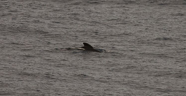 Long finned pilot whale