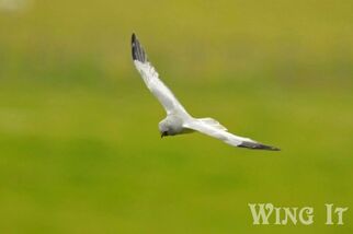 Hen Harrier (S.Allen)