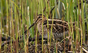 Snipe