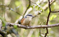 Nuthatch