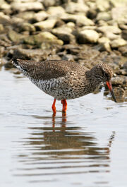 Birds.2010 538