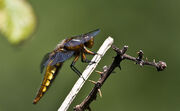 Female Broad bodied chaser