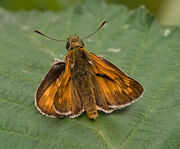 Small Skipper