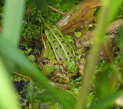 Pool Frog