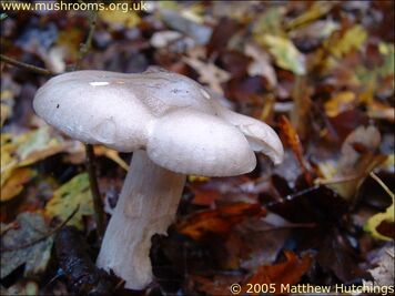 Clouded Agaric