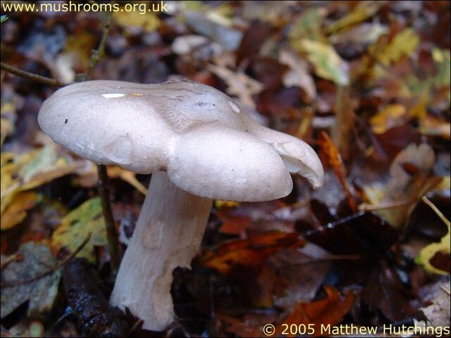 File:Clouded Agaric.jpg