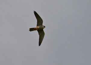 Hobby