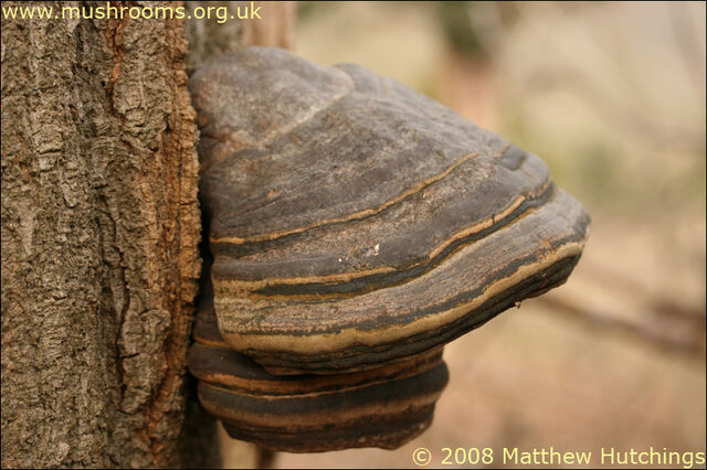 File:Hoof Fungus.jpg