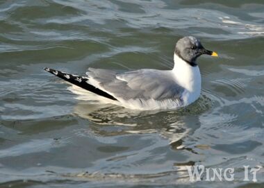 Sabines Gull - S.Allen