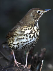 Birds.2011 220