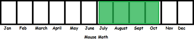 Mouse Moth TL